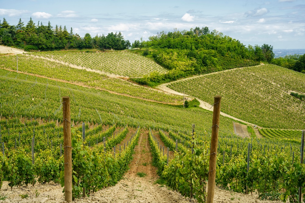 colli-tortonesi-vineyards