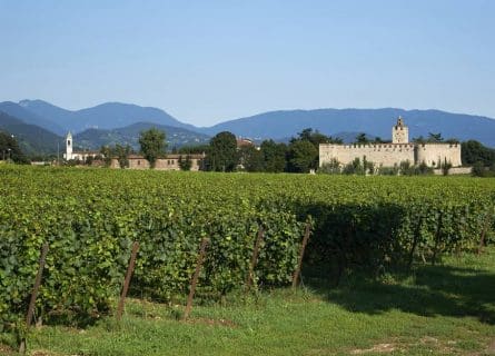 Masterclass: Pinot Bianco grape variety