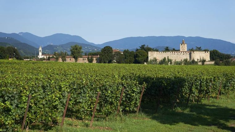 franciacorta vineyards