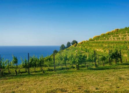 The hero of Marche: Pecorino