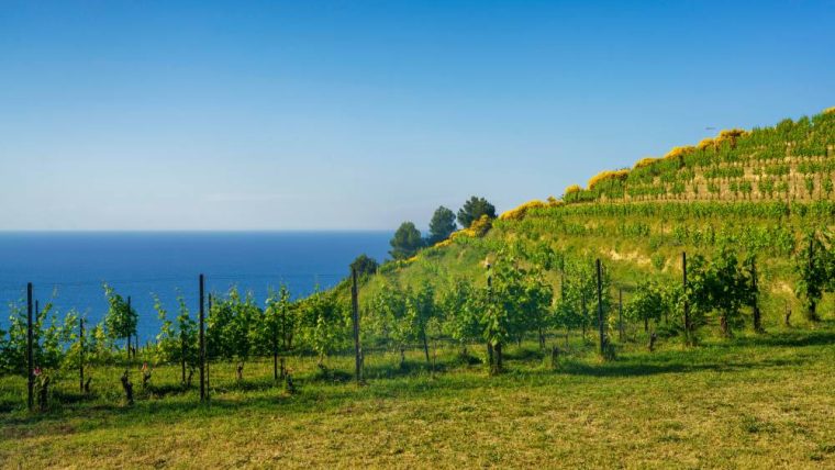 marche-vineyards