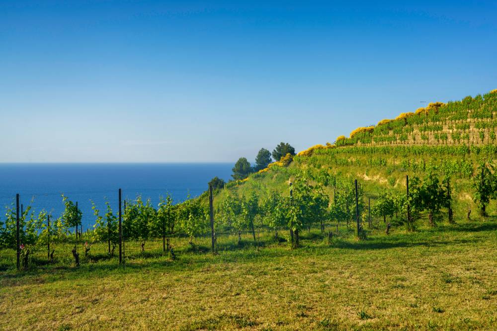 marche-vineyards