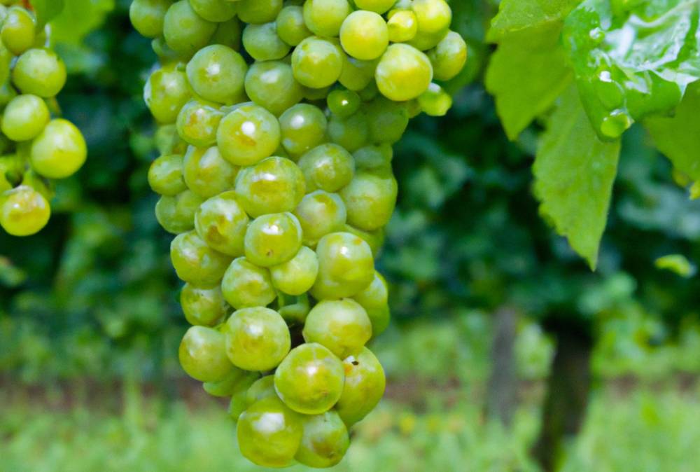 Pinot Bianco grapes