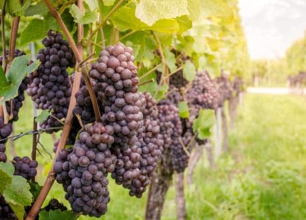Pinot Grigio Grape Variety
