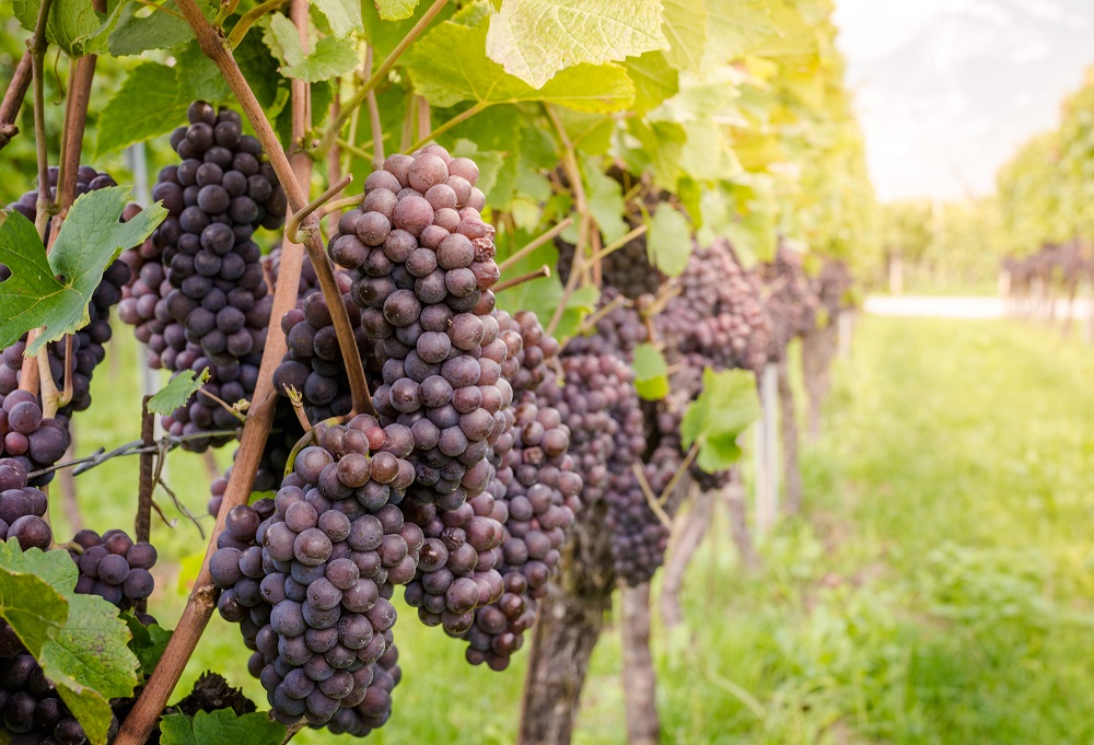 Pinot Grigio grapes