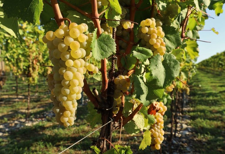 Rea Ribolla Ep Ribolla Gialla Grape Variety: The Rising Star of Italian Wine