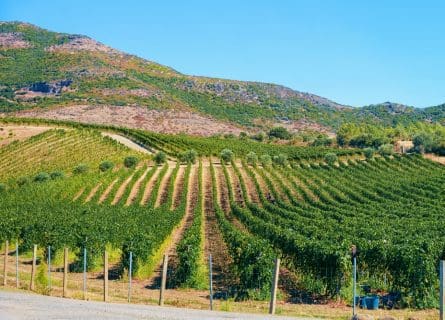 Jewel of Sardinia: Vermentino