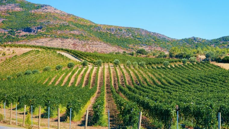 Sardinian vineyards
