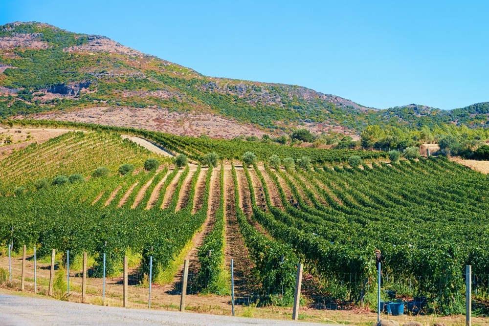 Sardinian vineyards