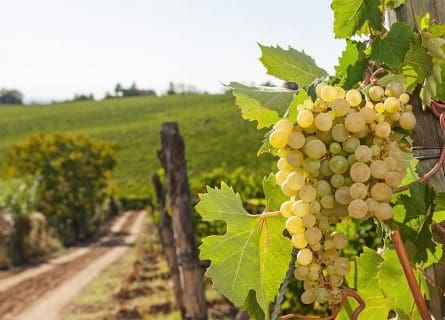 Extinction Rebellion: Timorasso grape variety