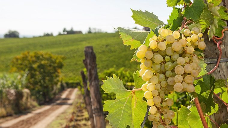 timorasso-grape-varietal