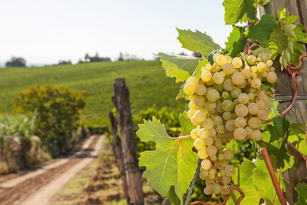 timorasso-grape-varietal