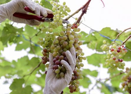 Trebbiano Toscano Grape Variety