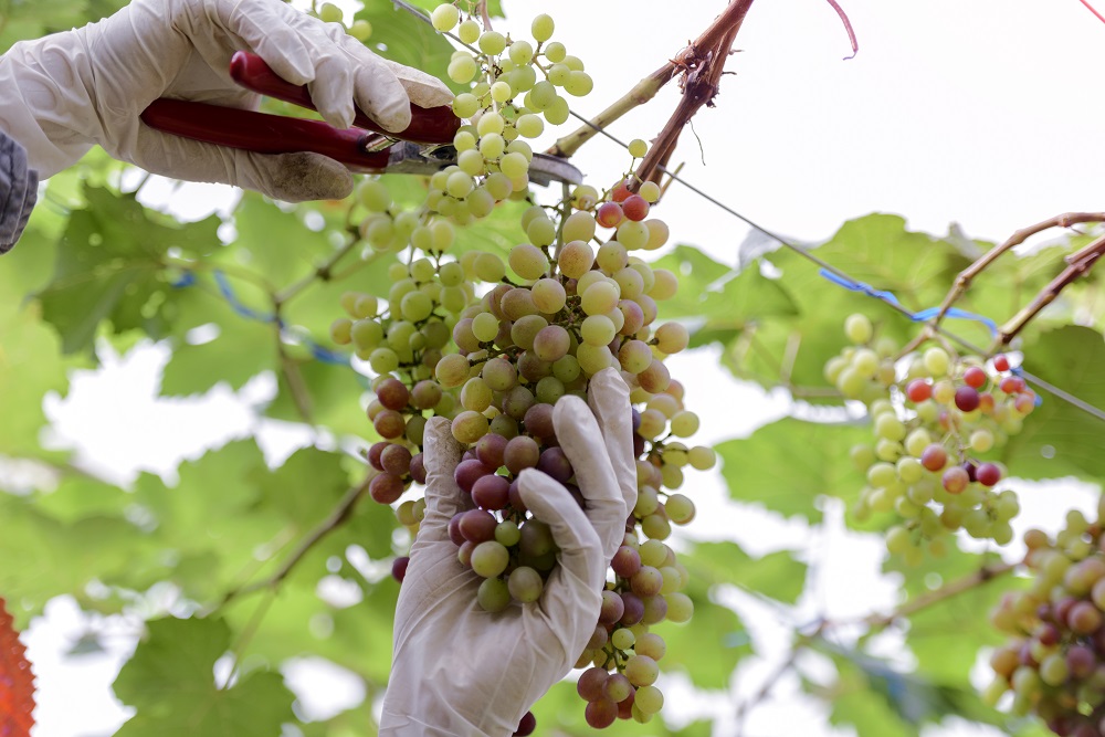 Trebbiano Toscano Grape Variety