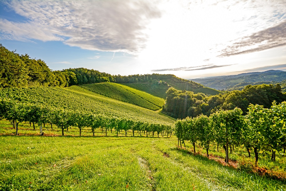 Pastoral vineyards of the Veneto