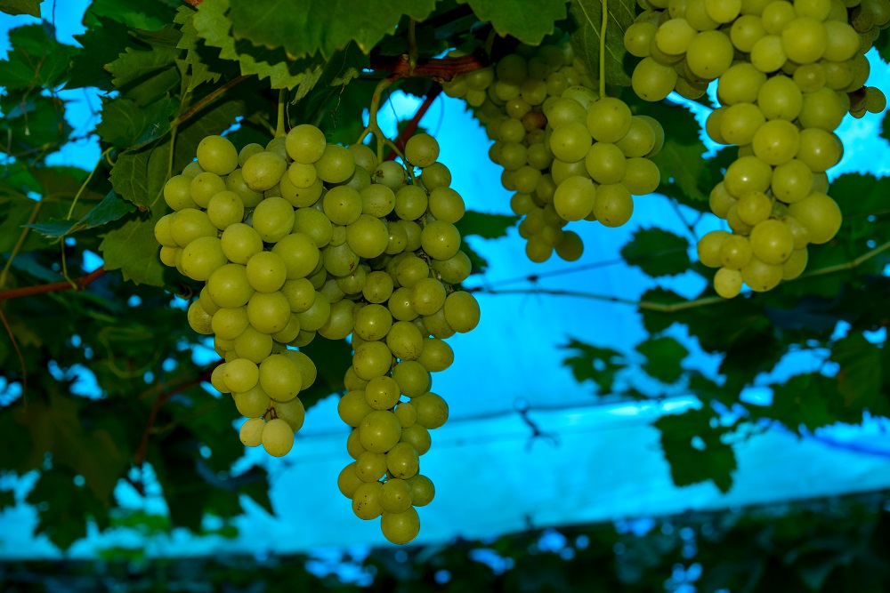 Verdicchio grape varietal