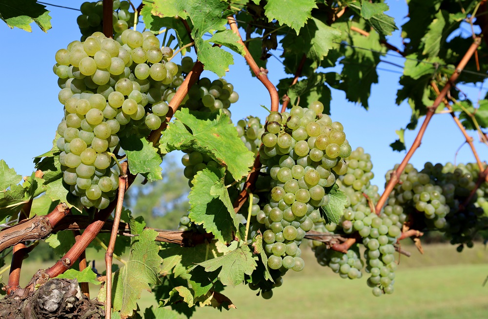 Verduzzo Friulano