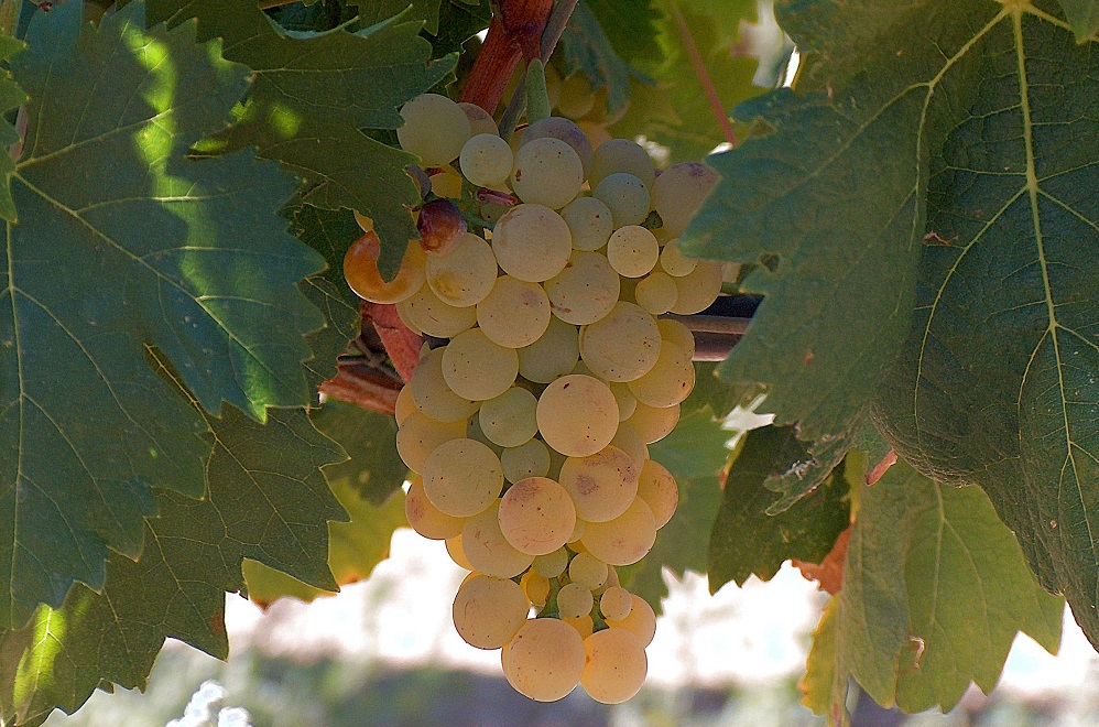 vermentino-grape-varietal