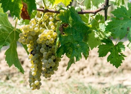 Vernaccia di San Gimignano Grape