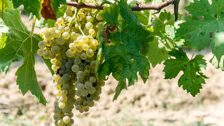 Vernaccia di San Gimignano Grape Variety