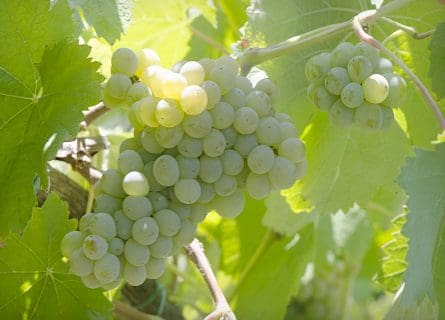 Arinto Grape Varietal