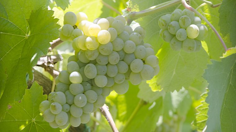 arinto grapes