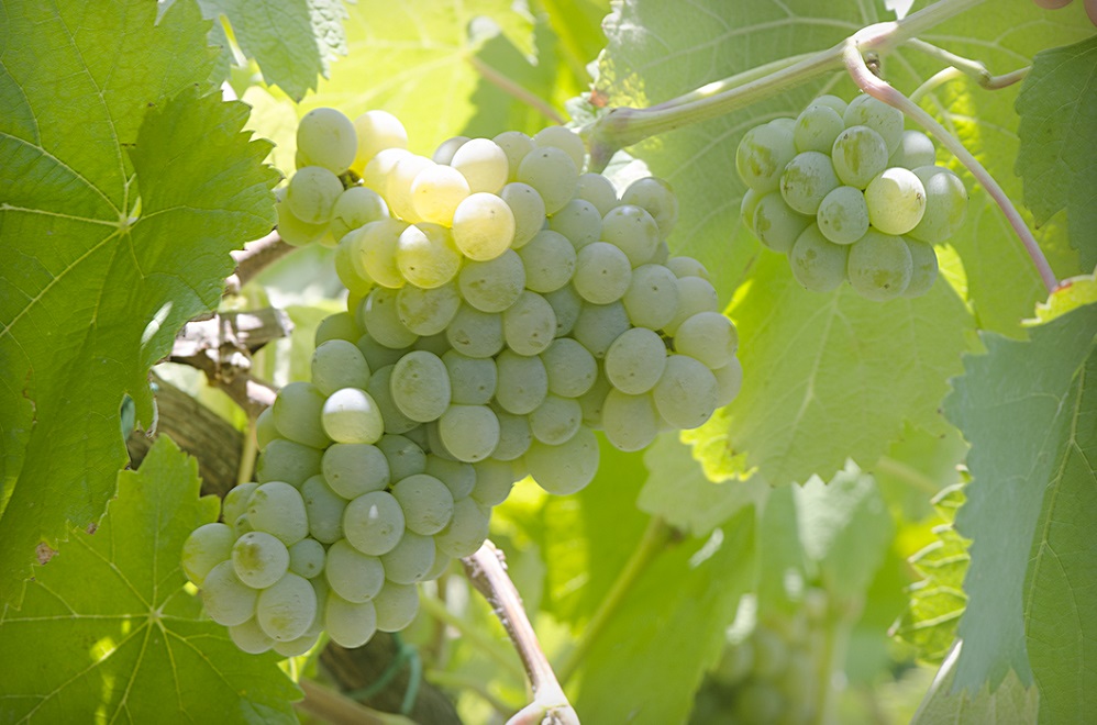 arinto grapes