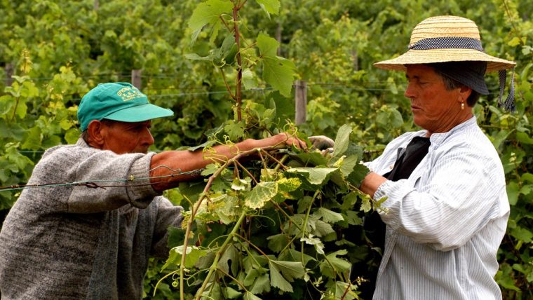 Harvesting Biscal grape in Bairrada