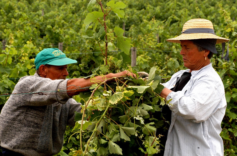 Harvesting Biscal grape in Bairrada