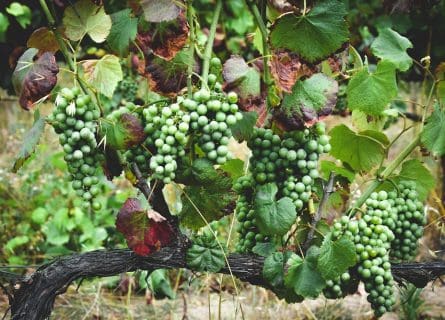 Cercial Grape Varietal: a Portuguese Legend: