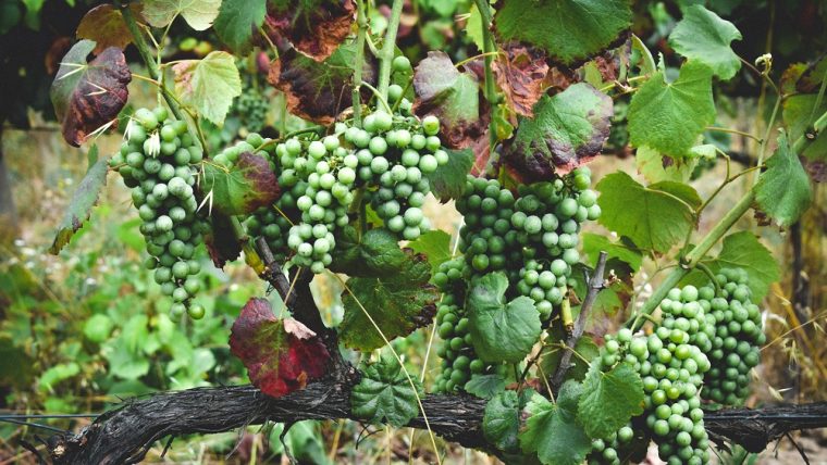 cercial-grape-varietal