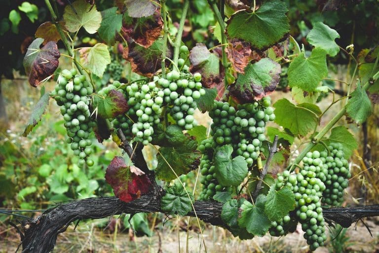 Unraveling the Mystery of Cercial Grape Variety