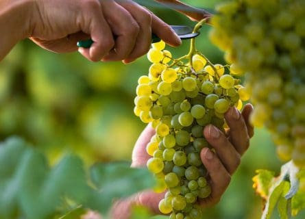 Guide to Italian White Wine