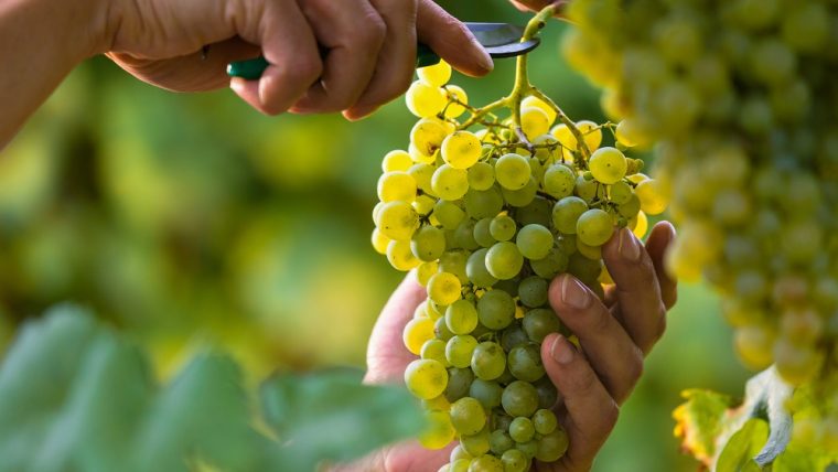 Guide to Italian White Wine