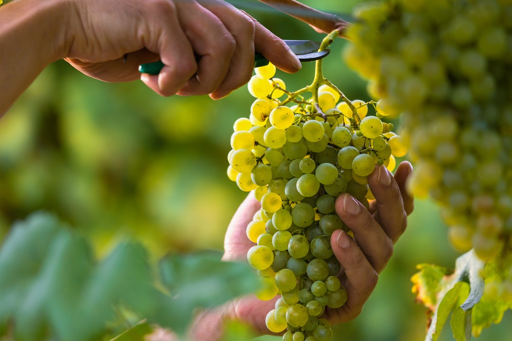 Guide to Italian White Wine