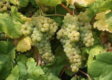 Loureiro Grape Variety