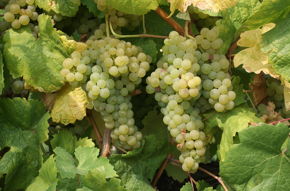 loureiro-grape-varietal