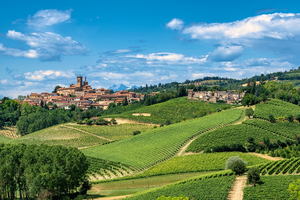 Piedmont Vineyards