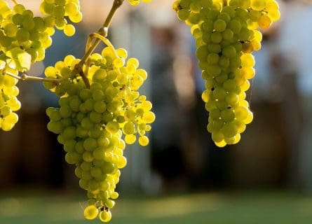 Rarer Than Rare: Rabigato Grape Variety