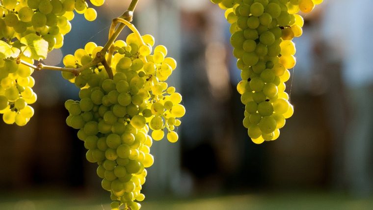 rabigato-grape-varietal