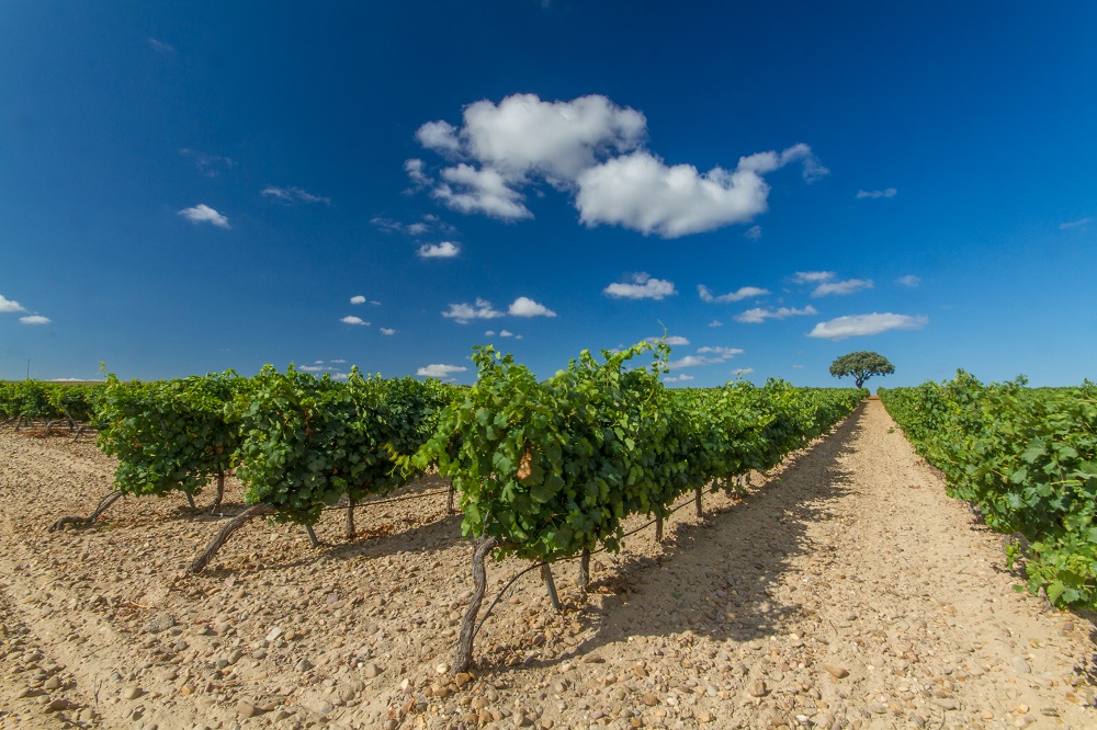 Sicilian Vineyards