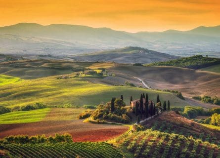 Tuscany Vineyards