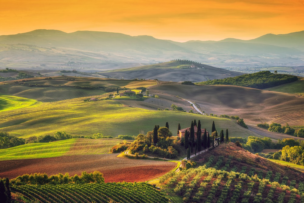 Tuscany Vineyards