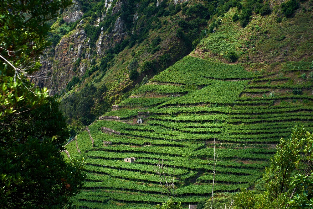 verdelho-grape-variety