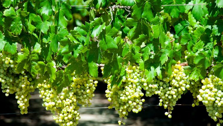 verdelho-grapes