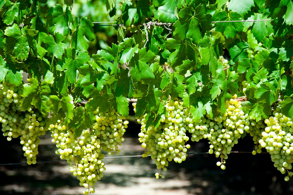 verdelho-grapes