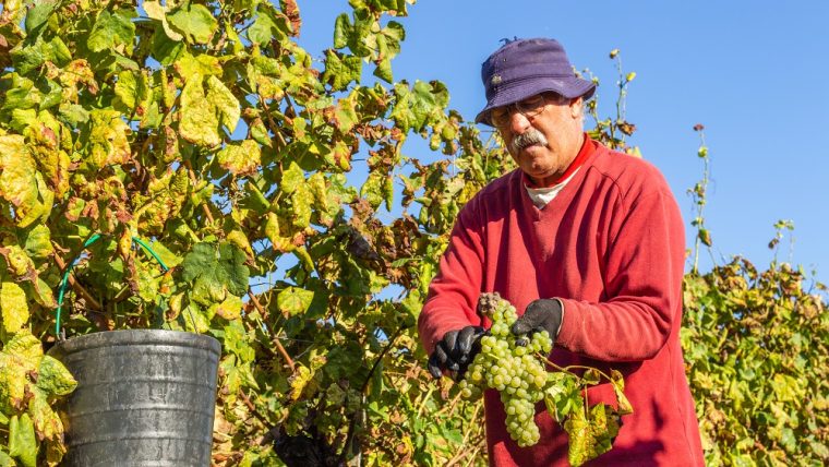 vinho-verde-harvest-time