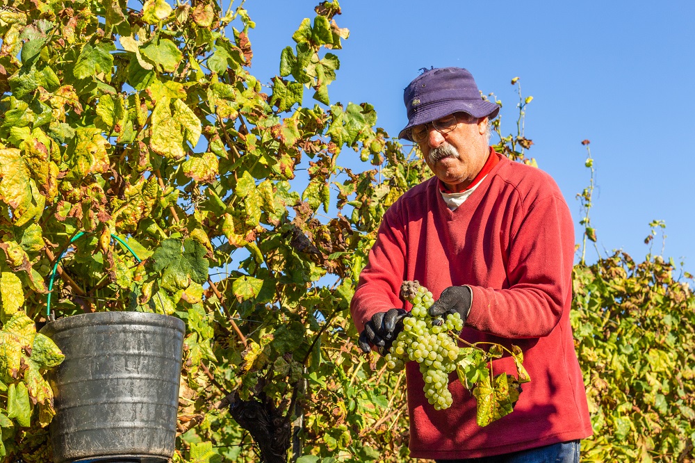 vinho-verde-harvest-time