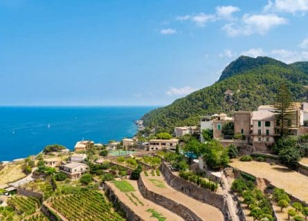 Mallorca Vineyards