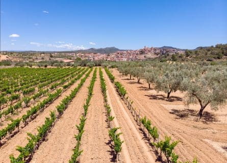 Vineyards and Olive groves near Pinell de Brai